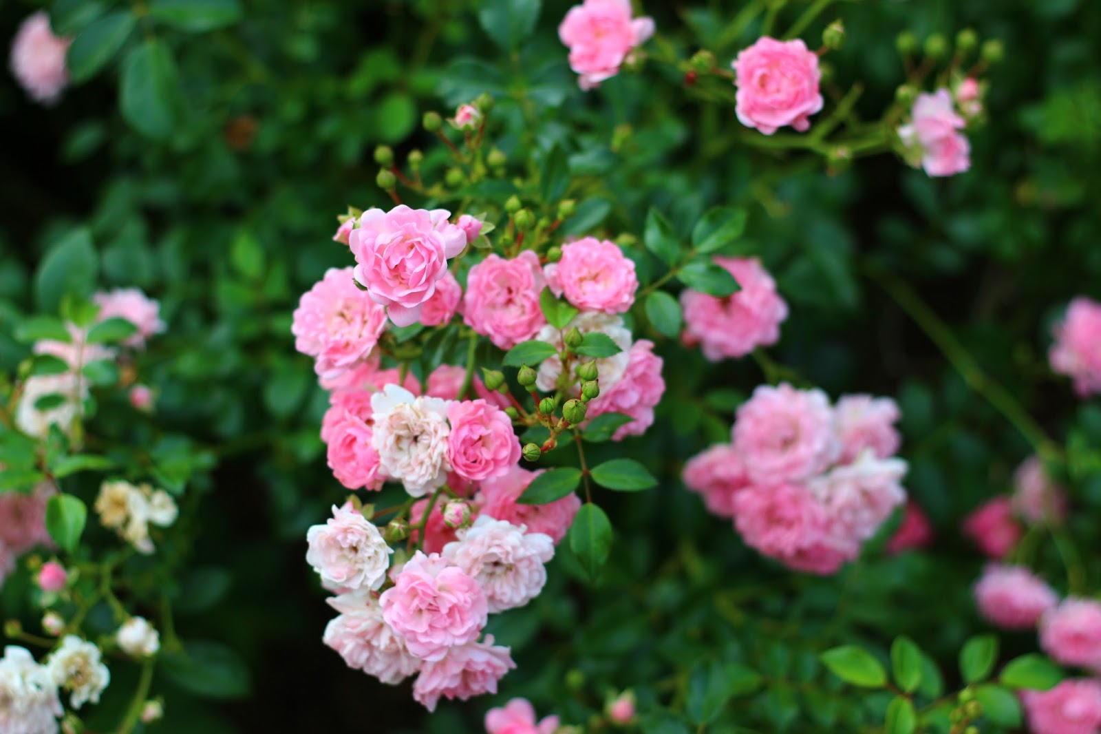Roses du jardin Chêneland Rosier 