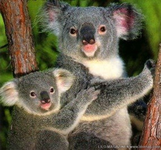 Koala Bear is one of the animals in the course of World Best Slow
