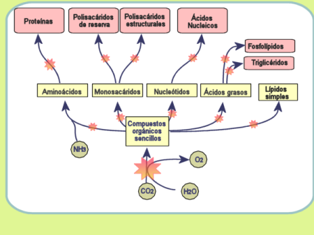 Reacciones anabolicas de acidos grasos