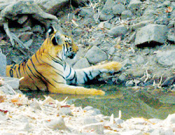 The tigeress lies in the shallow water of the Nala to cool off