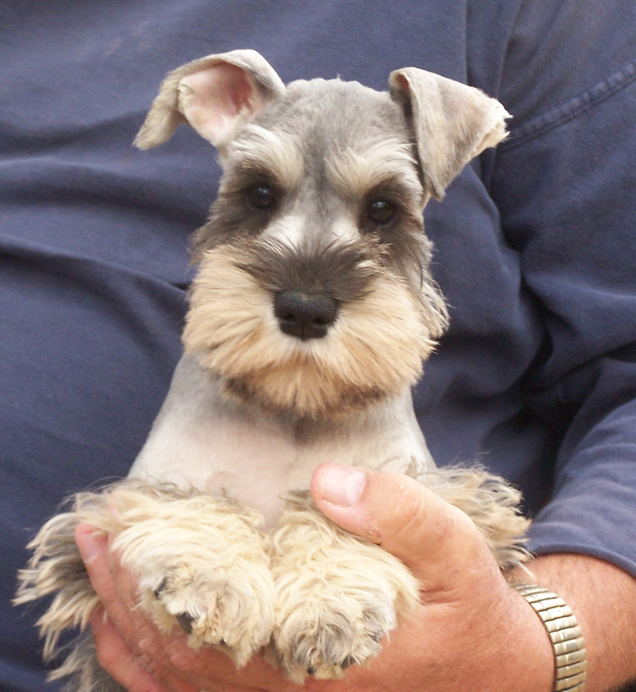 Cute Dogs Miniature Schnauzer Puppies