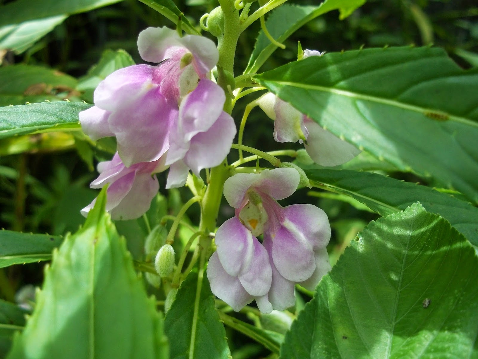 Tanaman Herbal Manfaat Dan Khasiat Bunga Pacar Air Impatiens Balsamina Linn