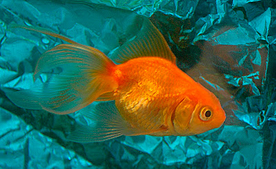 Gold Fish Price and Picture for your Marine and Fresh Water Aquariums