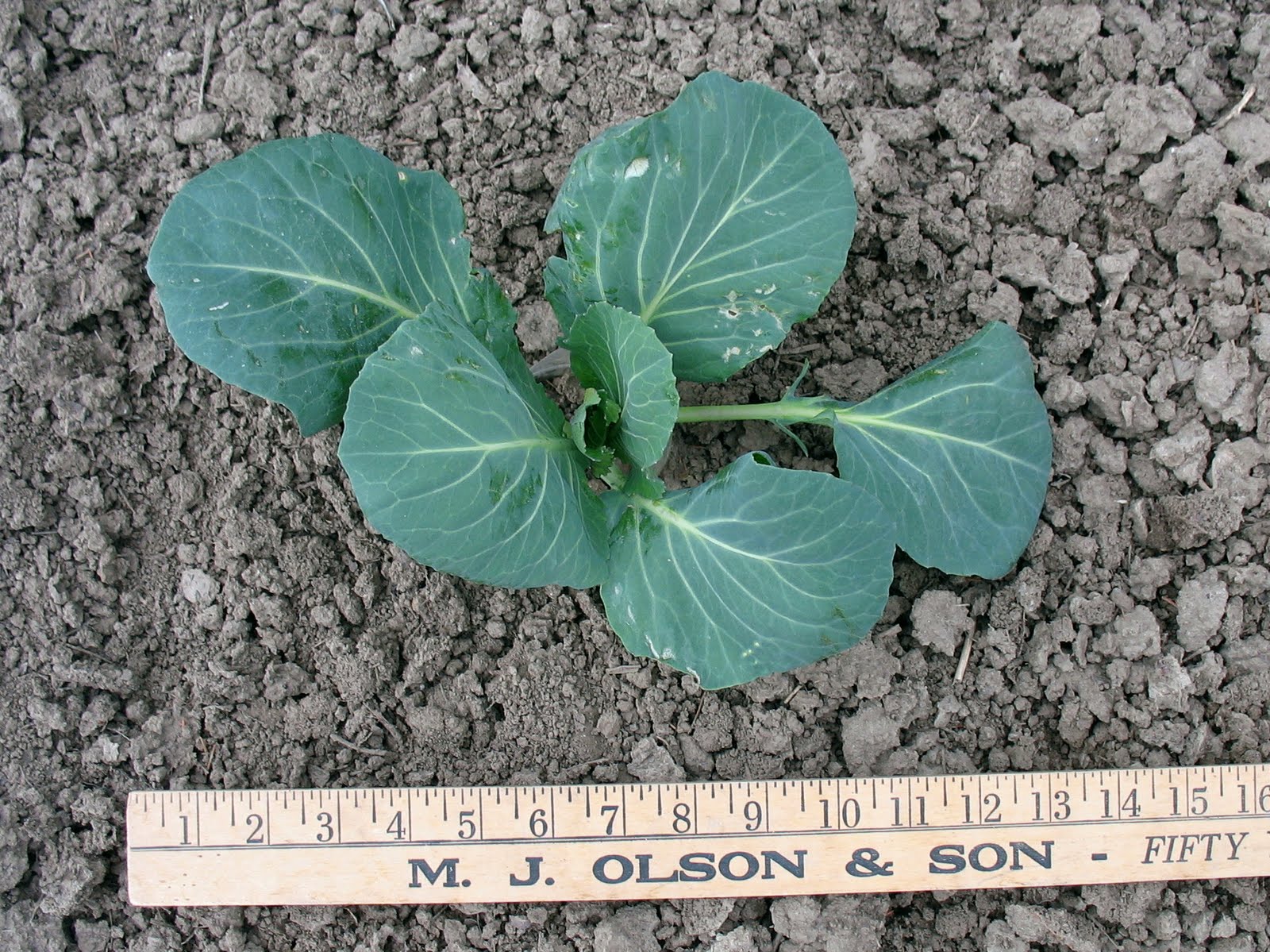 Larrys weed free vegetable garden Amy's Cabbage Update