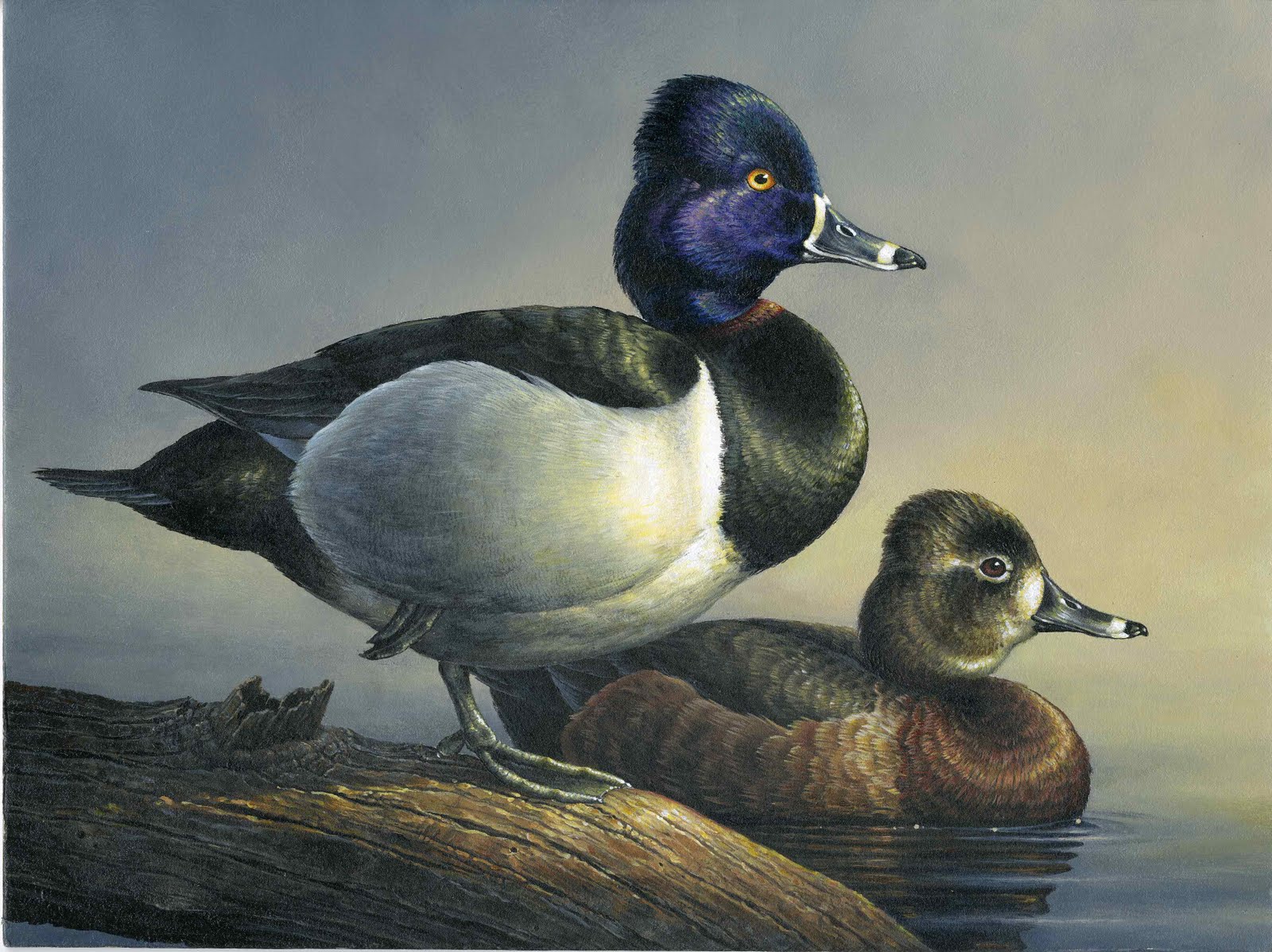 Jr Duck Stamp