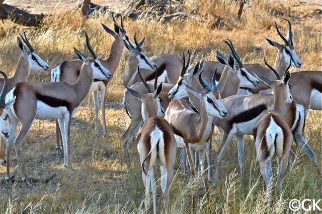 Kalahari-Springböcke (Antidorcas hofmeyri)