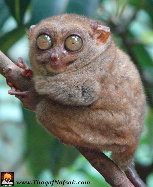 نقره لتكبير أو تصغير الصورة ونقرتين لعرض الصورة في صفحة مستقلة بحجمها الطبيعي