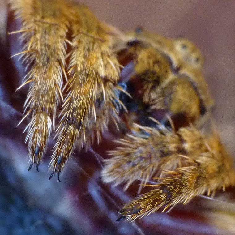 Real Monstrosities Wraparound Spider