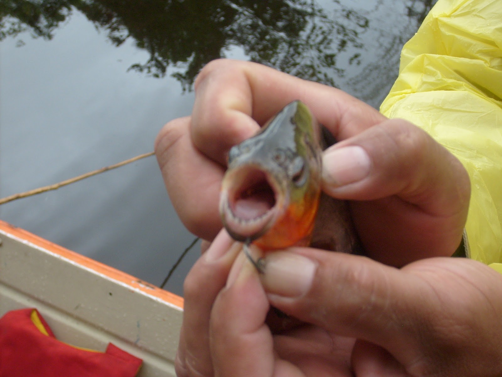 Piranha Bite