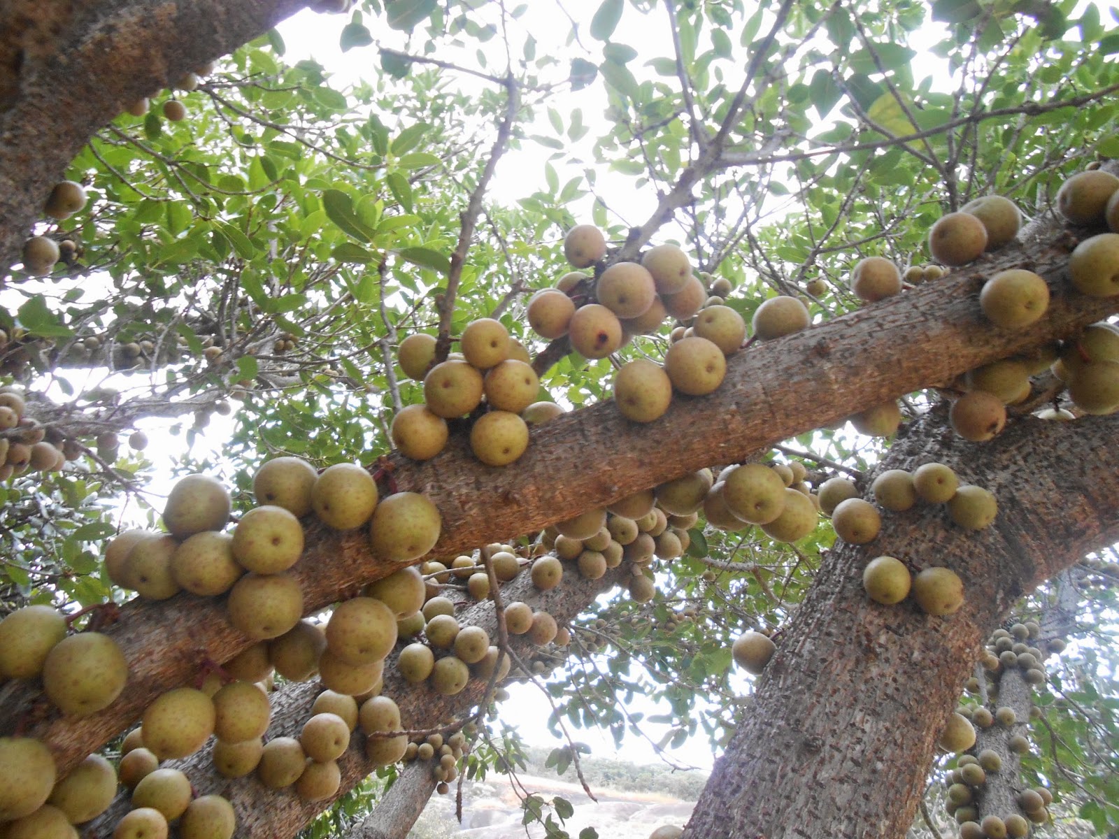 Well, It's Africa... Broom Cluster Fig