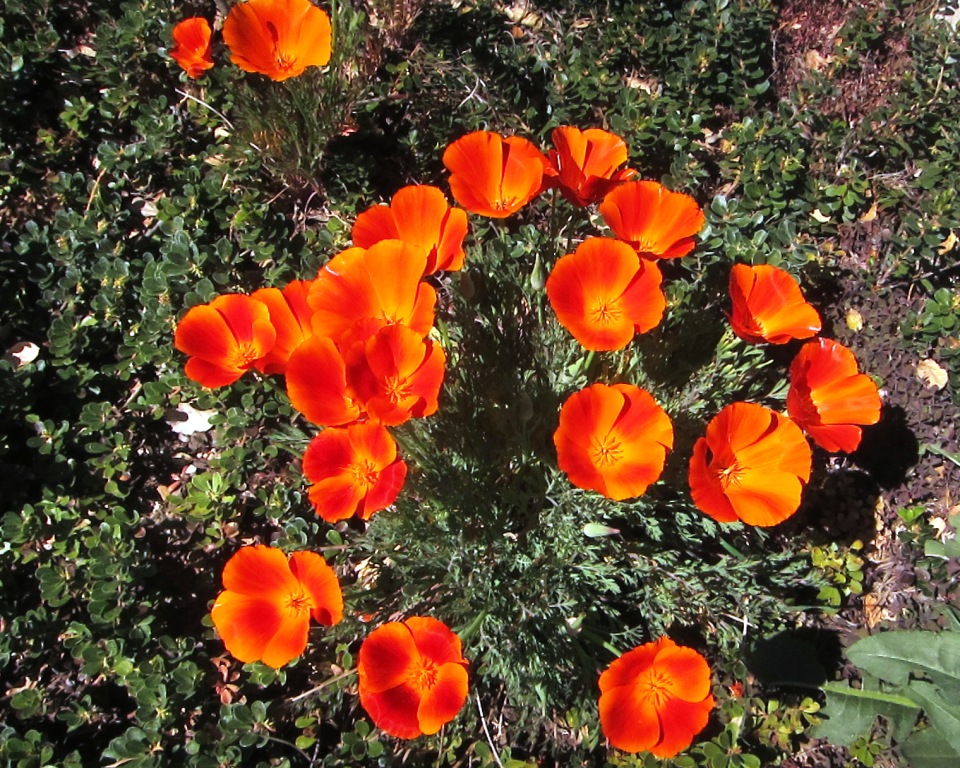 Doves Today Poppy season in California