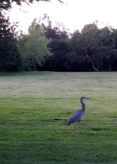 Great Blue Heron standing in a field at dusk