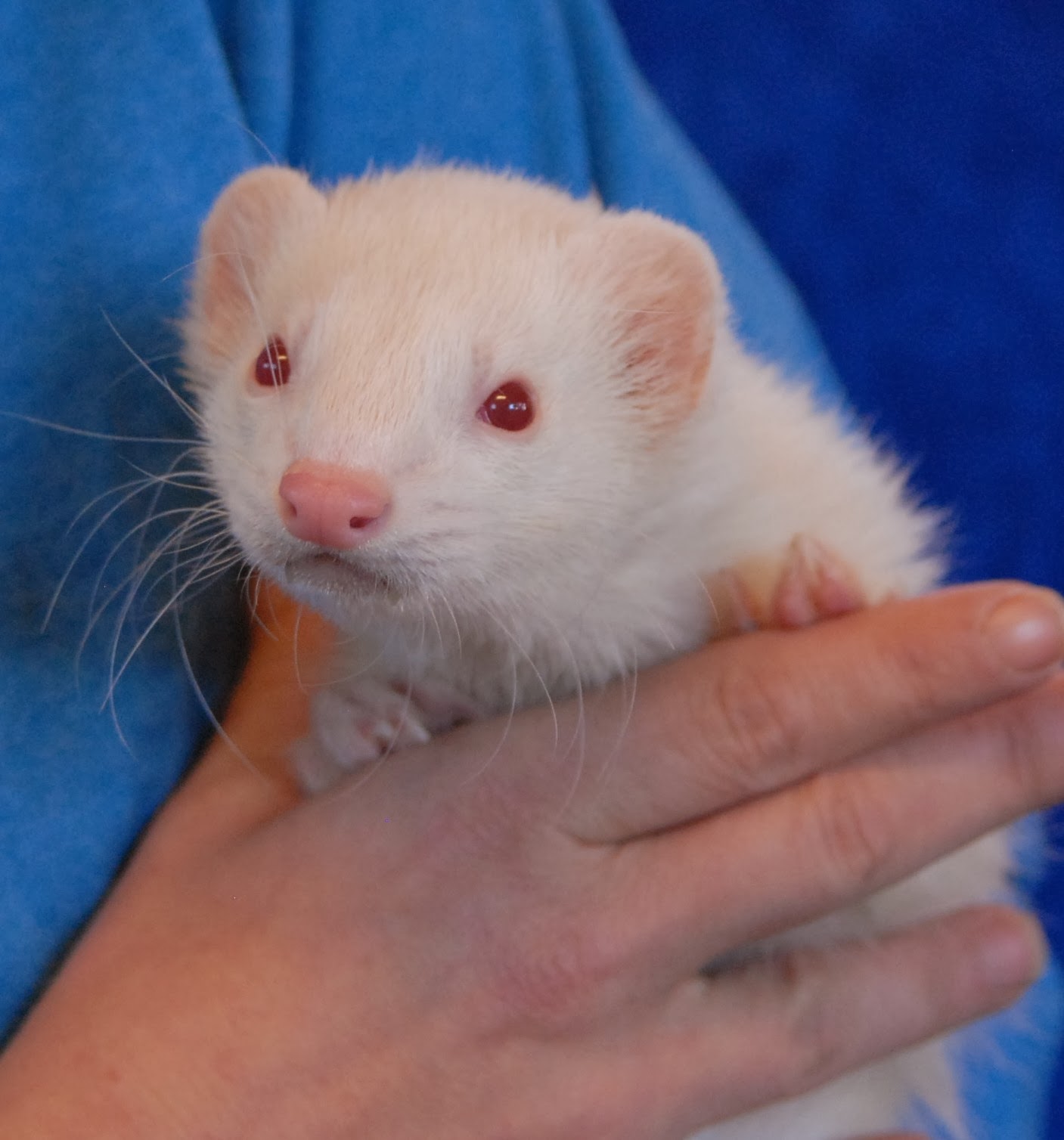 Three very friendly ferrets debuting for adoption.