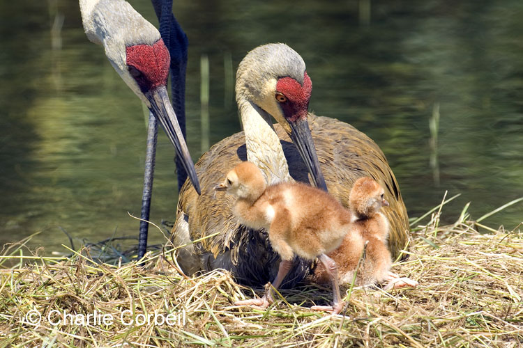 Vickie Henderson Art Kentucky's Sandhill Crane Hunt ProposalYour