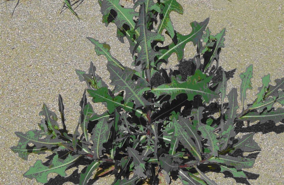 wild lettuce All about plant