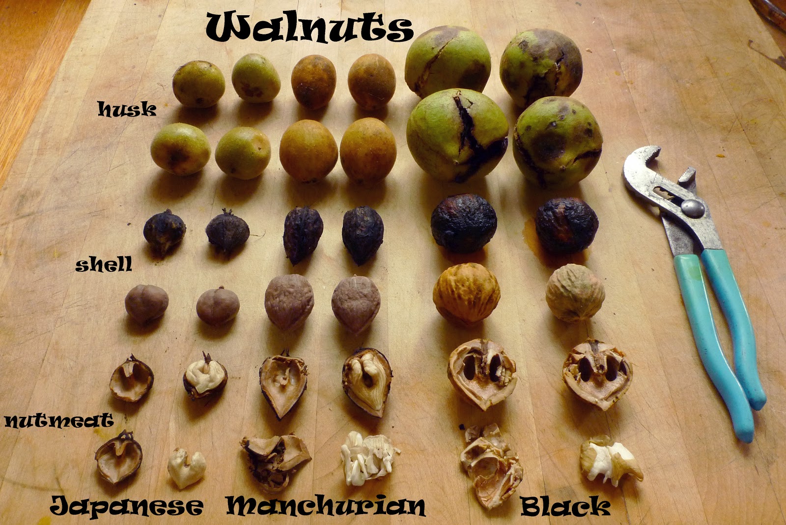How To Dry And Crack Black Walnuts