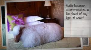 Hotel sheep Hotel sheep