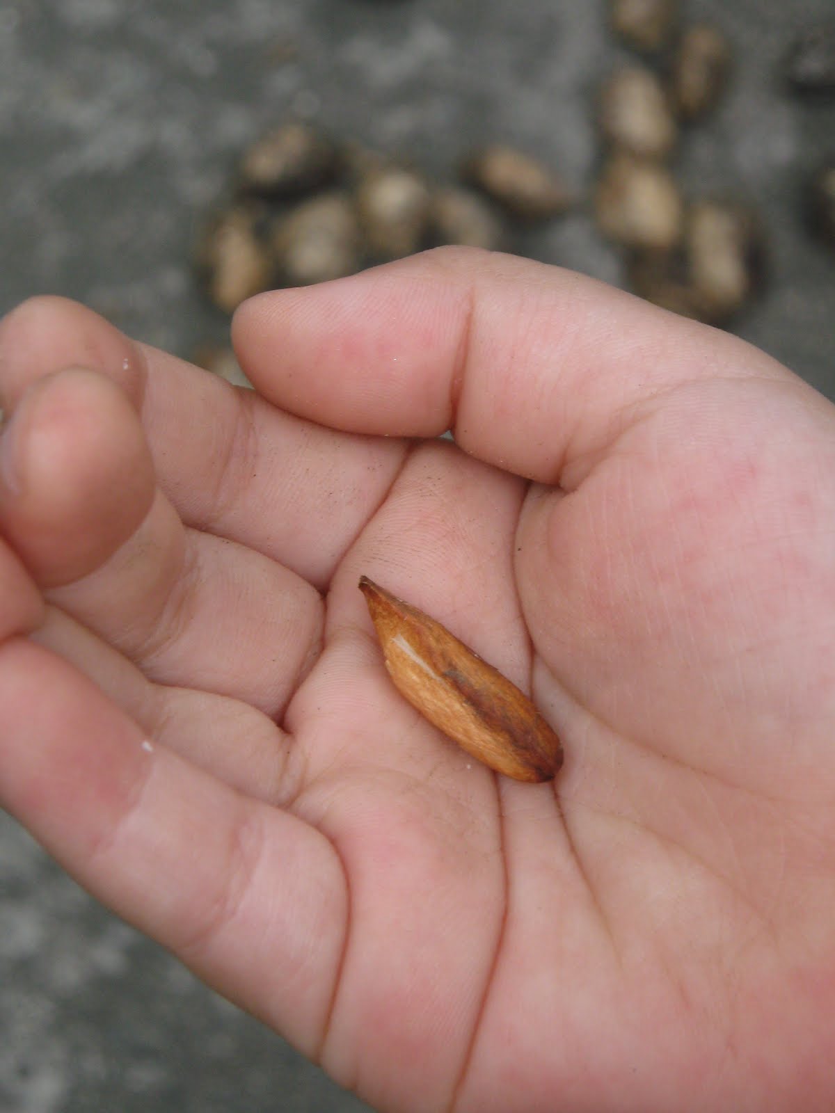 bucaio Umbrella Tree Seeds