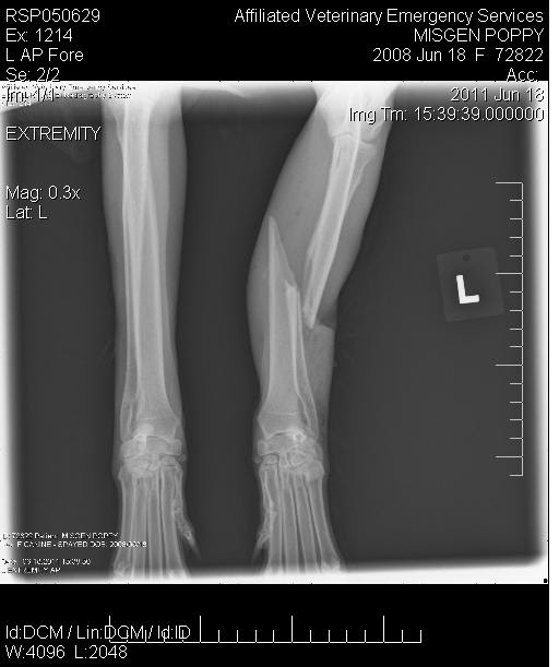 Wrenshack Ramblings Broken Dog Leg, External Fixator and Rodrigo y