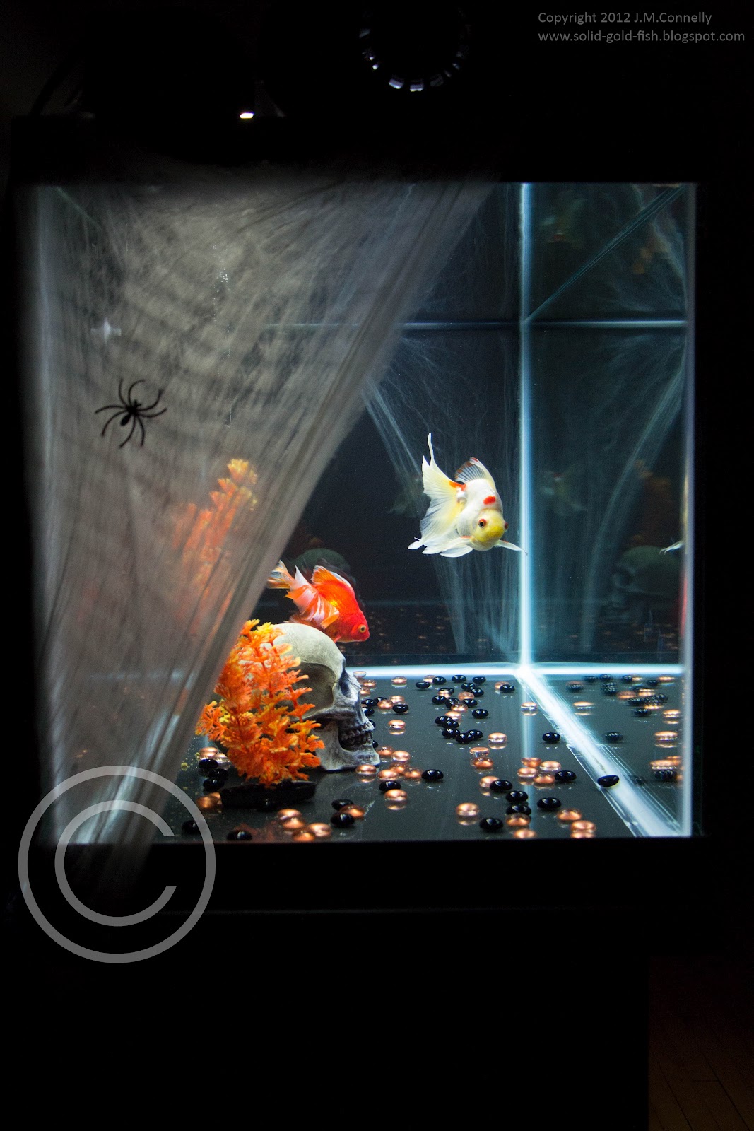 My HalloweenThemed Aquarium Solid Gold Aquatics