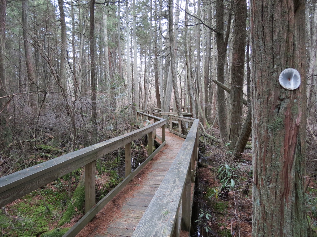 Gone Hikin' Bass River State Forest, NJ Plum and Yellow Trails