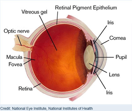 eye and spine health essay eye and spine health essay