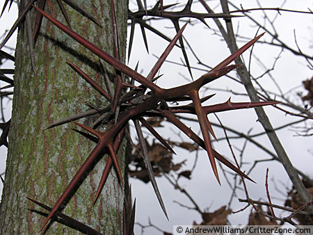 Honey+Locust+Tree+2.jpg