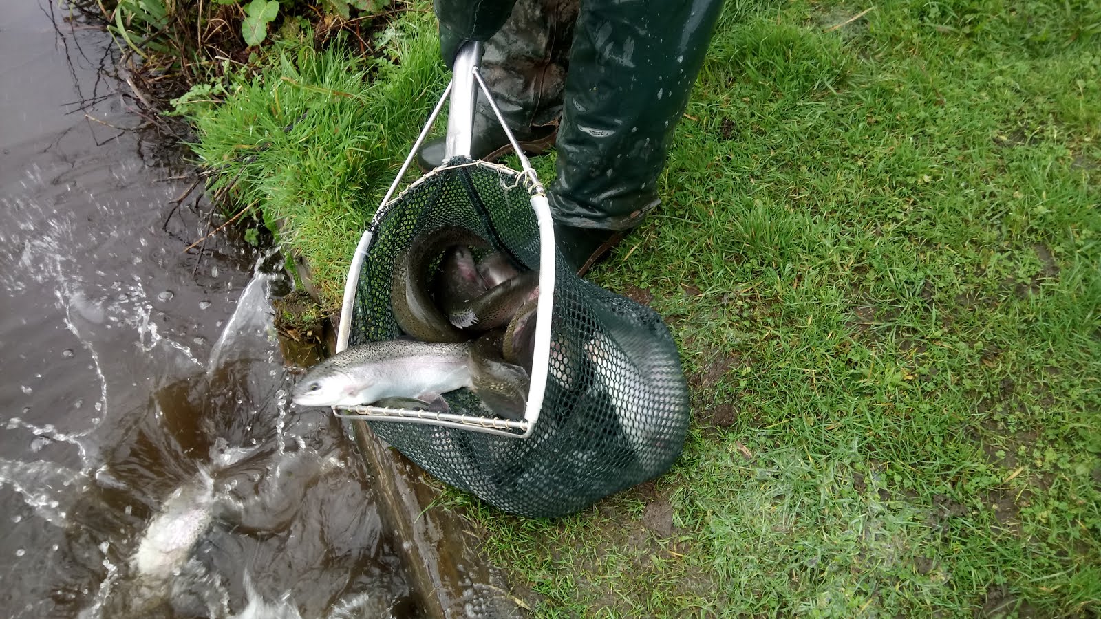 STOCKING FROM EXMOOR FISHERY