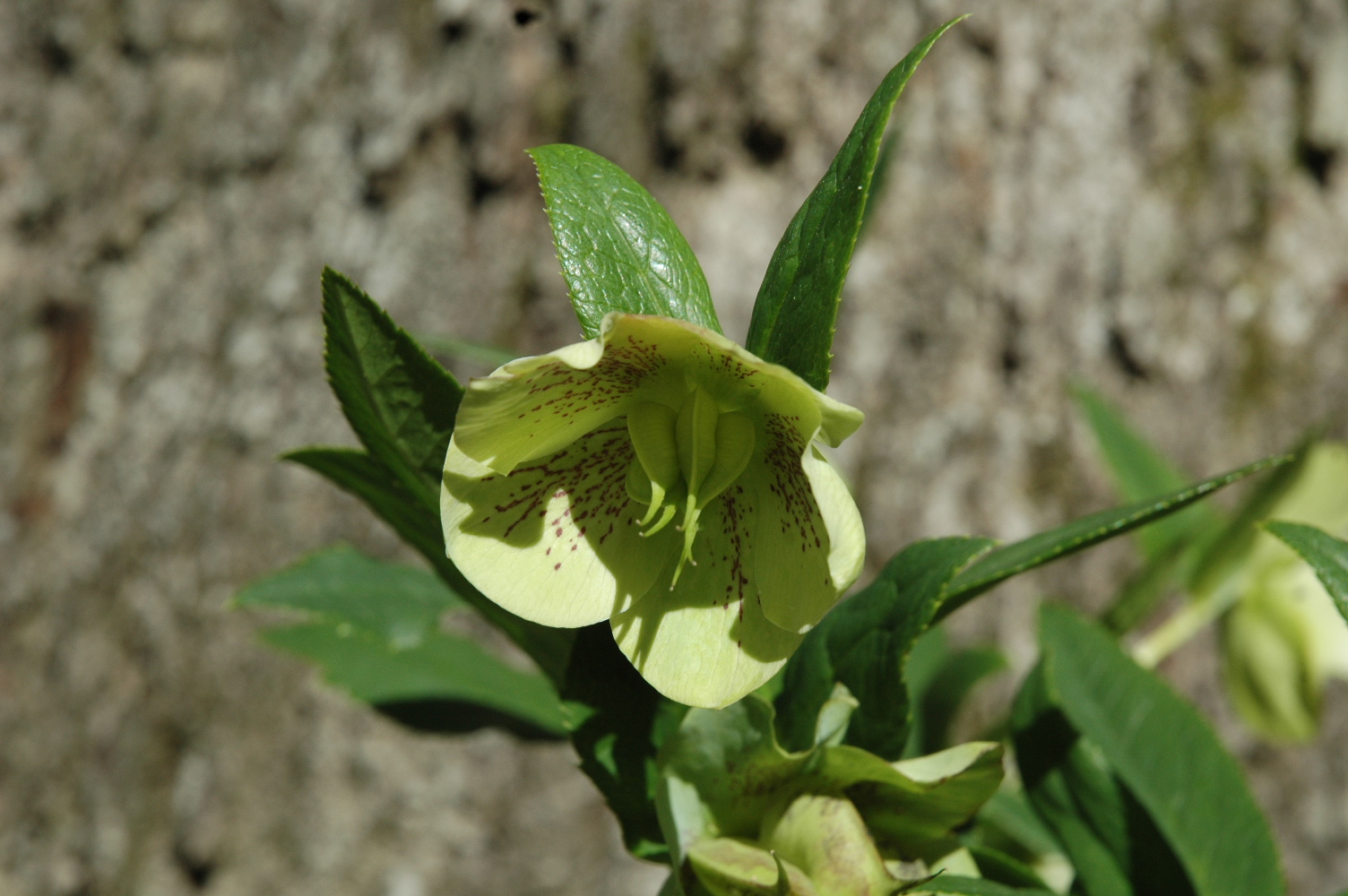 Lenten Roses to the people