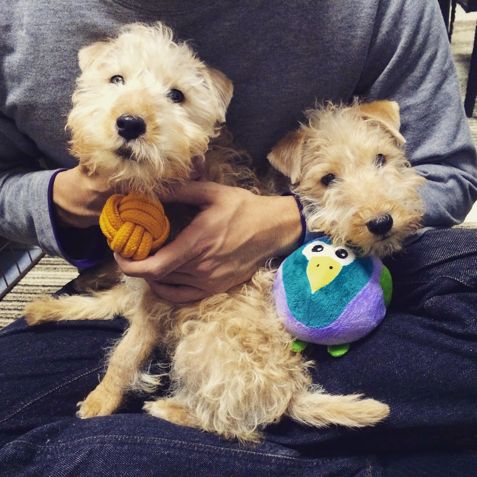 ↓ ♥ my gentlemen ♥ ↓