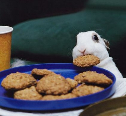 Rabbit+Cookies.jpg