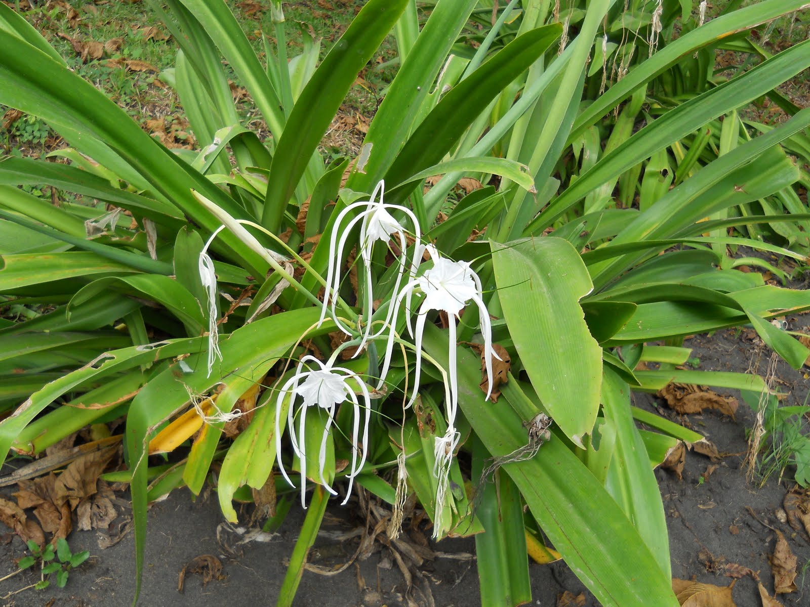 costa rican plants