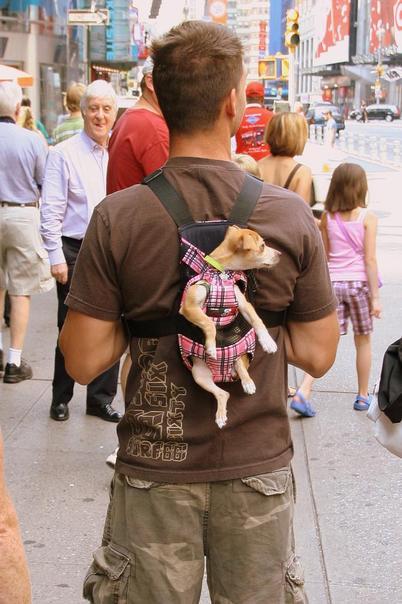 Hình ảnh động vật cực đáng yêu Hình ảnh động vật cực đáng yêu