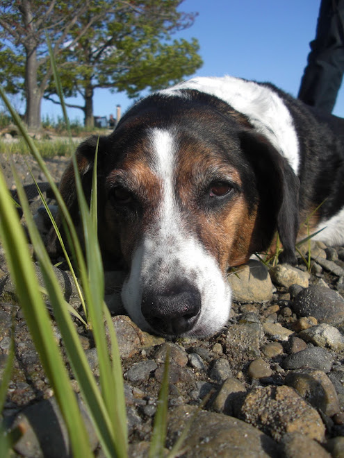 Charlie the Beagle/Basset