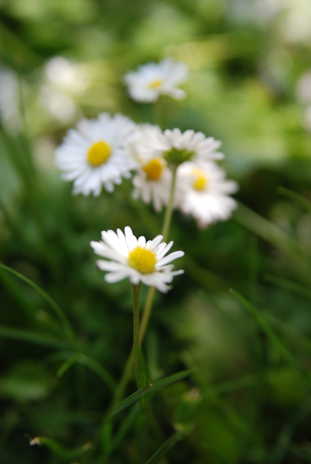 Wildwood Flower inspirsession