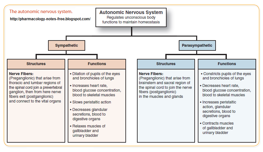 The Autonomic Nervous system |Pharmacology skeletal system diagram breakdown 