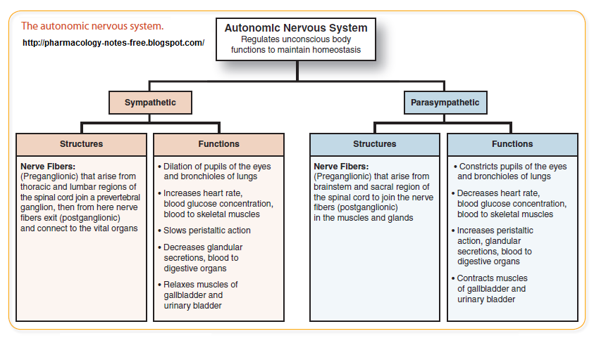 The Autonomic Nervous system |Pharmacology
