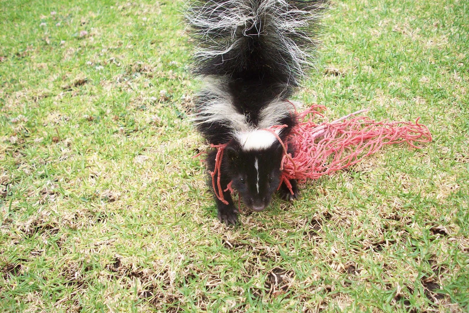 All City Animal Trapping: Hermosa Beach Skunk Control, Skunk Trapping