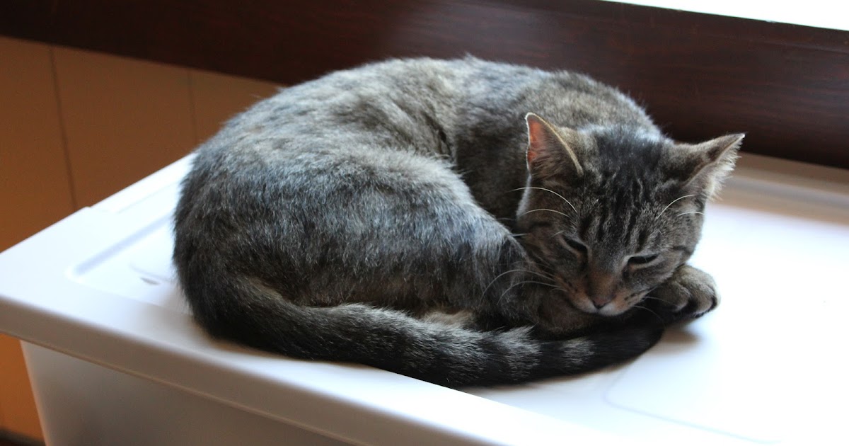 The New Normal KITTENS!