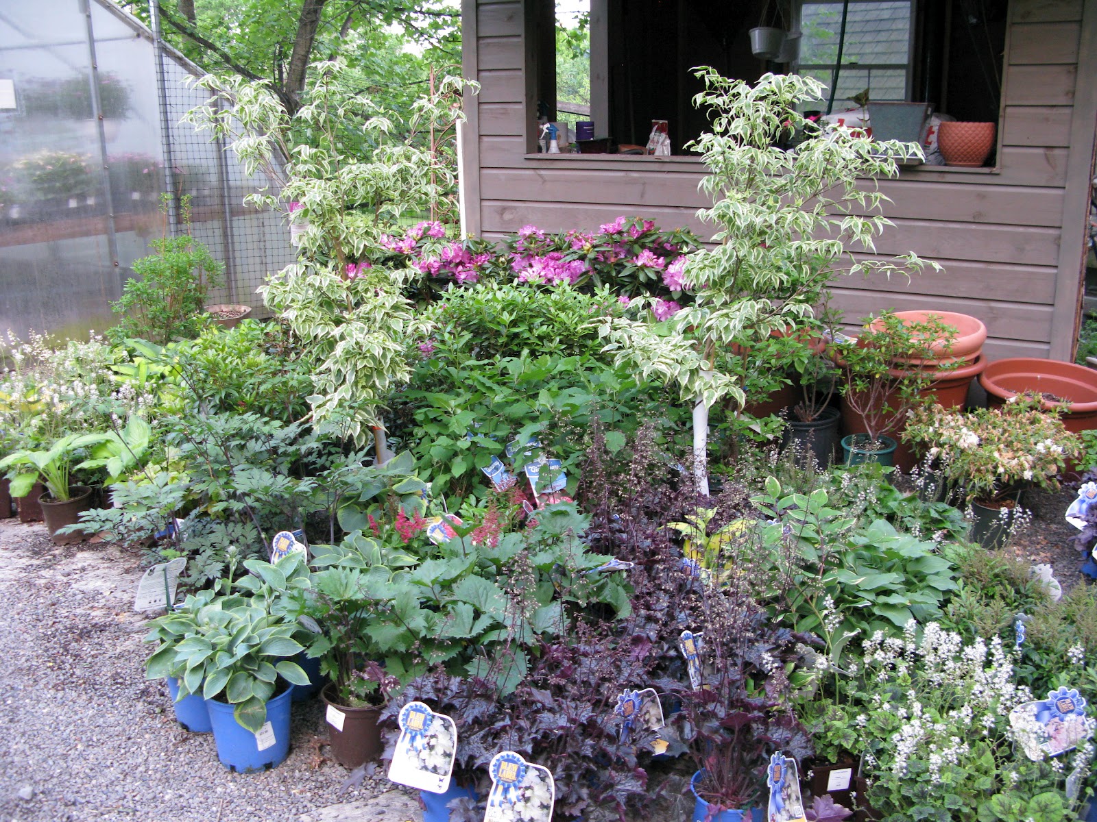 Victoria Gardens: Cornus Kousa 'Wolf Eyes'