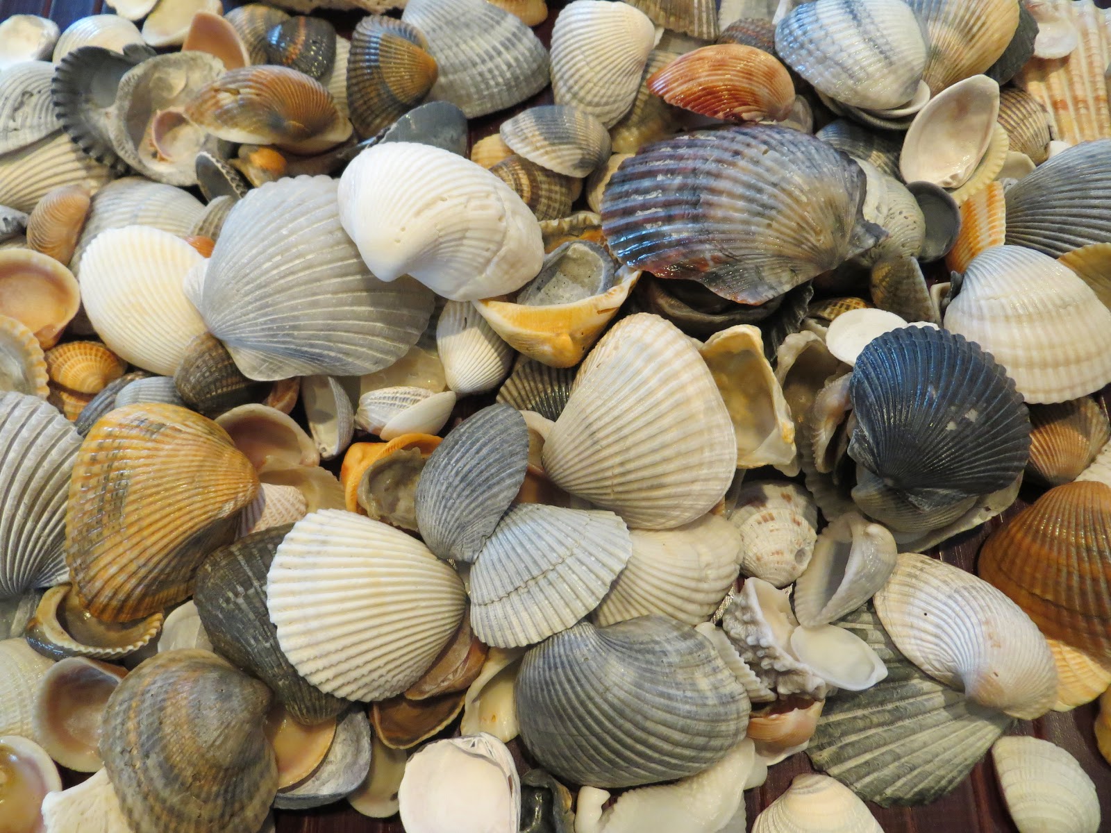 It's Fun 4 Me! Sea Shell Memories Orange Beach, Alabama