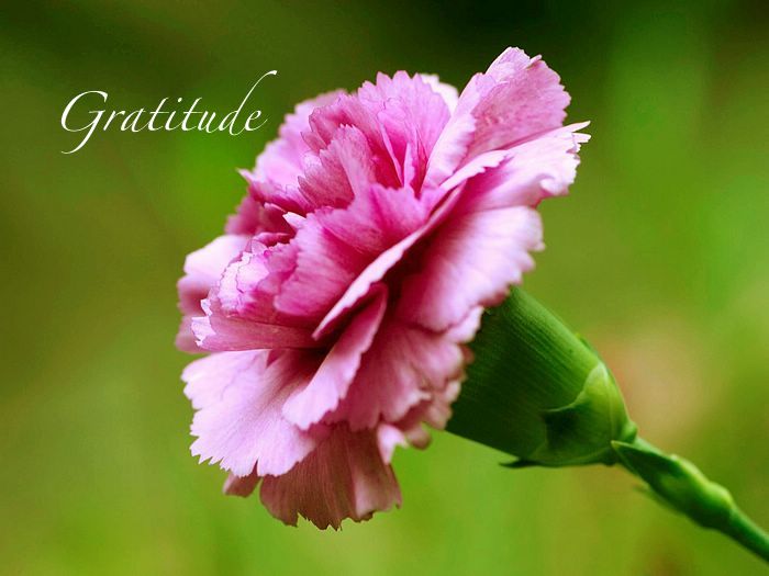 carnation flower history
