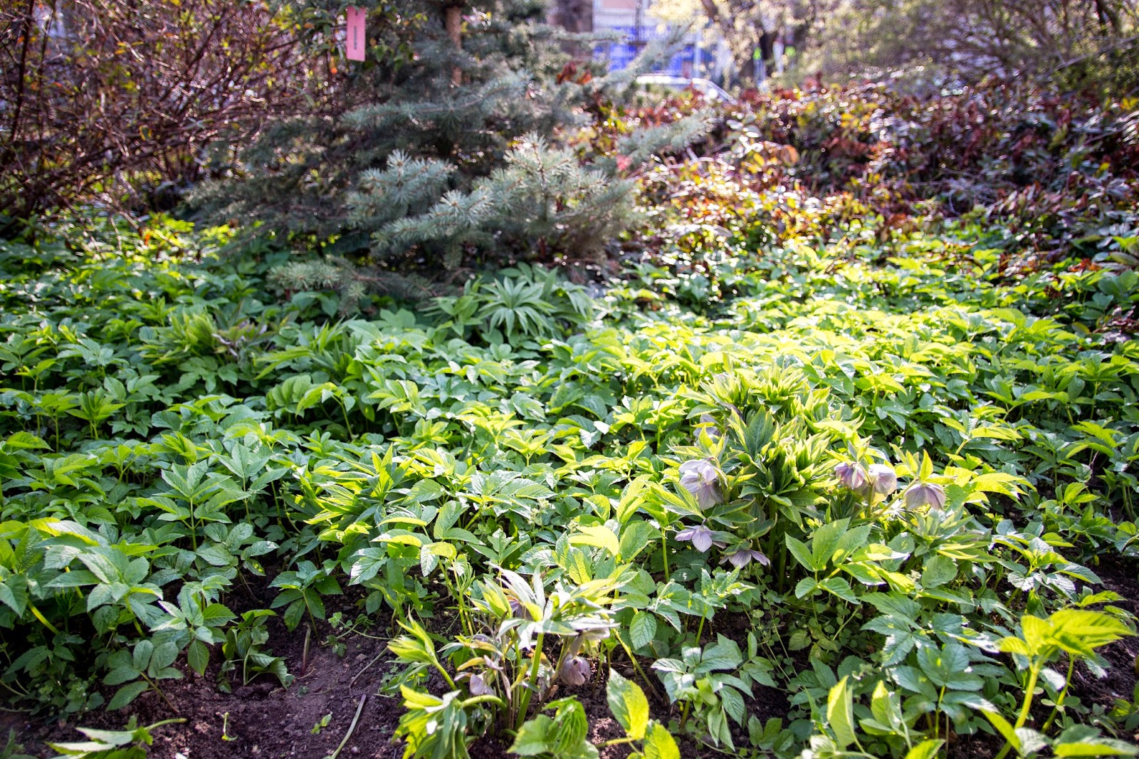 Pittosporum Stock Photos Pittosporum Stock Images Alamy