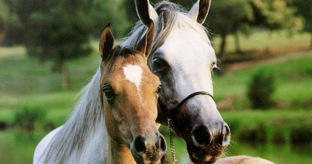 Beautiful Horse HD Funny Wallpapers ~ Funny Wallpapers