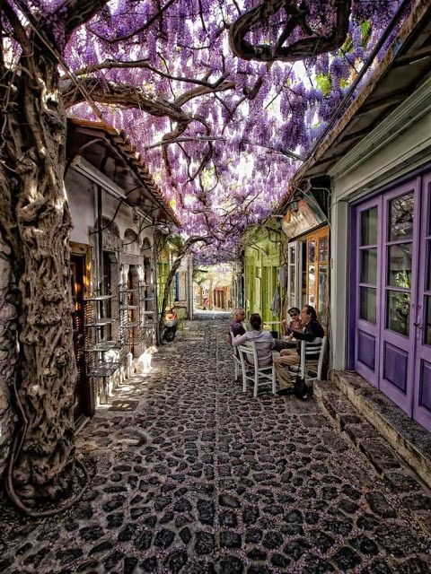 calles techadas de flores y árboles