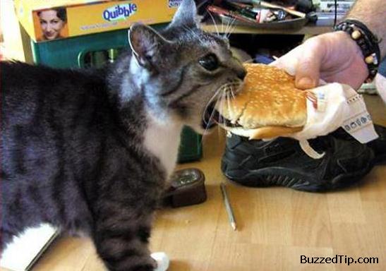 BTi_can_has_cheezburger_cat.jpg