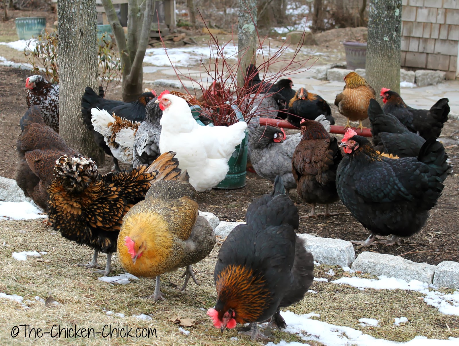 The Chicken Chick® Flock Focus Friday, 2/7/14