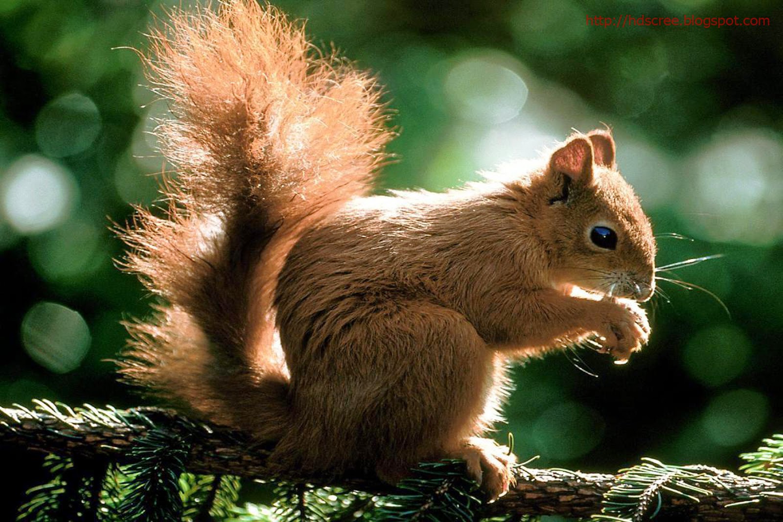 HD Screensaver Of Beautiful Animal HD Wallpaper HD Screensaver HD