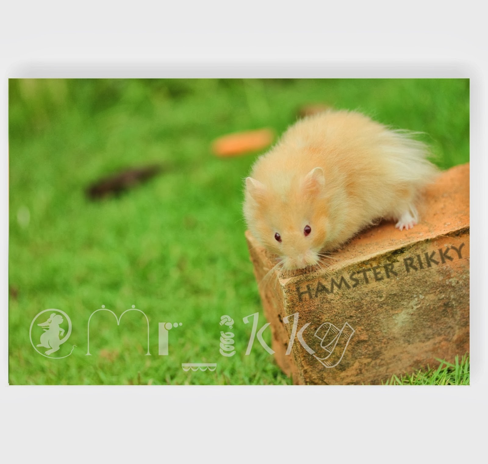 Hamster Indonesia Full Gallery + Price ( Dijamin Murah dan Berkualitas )