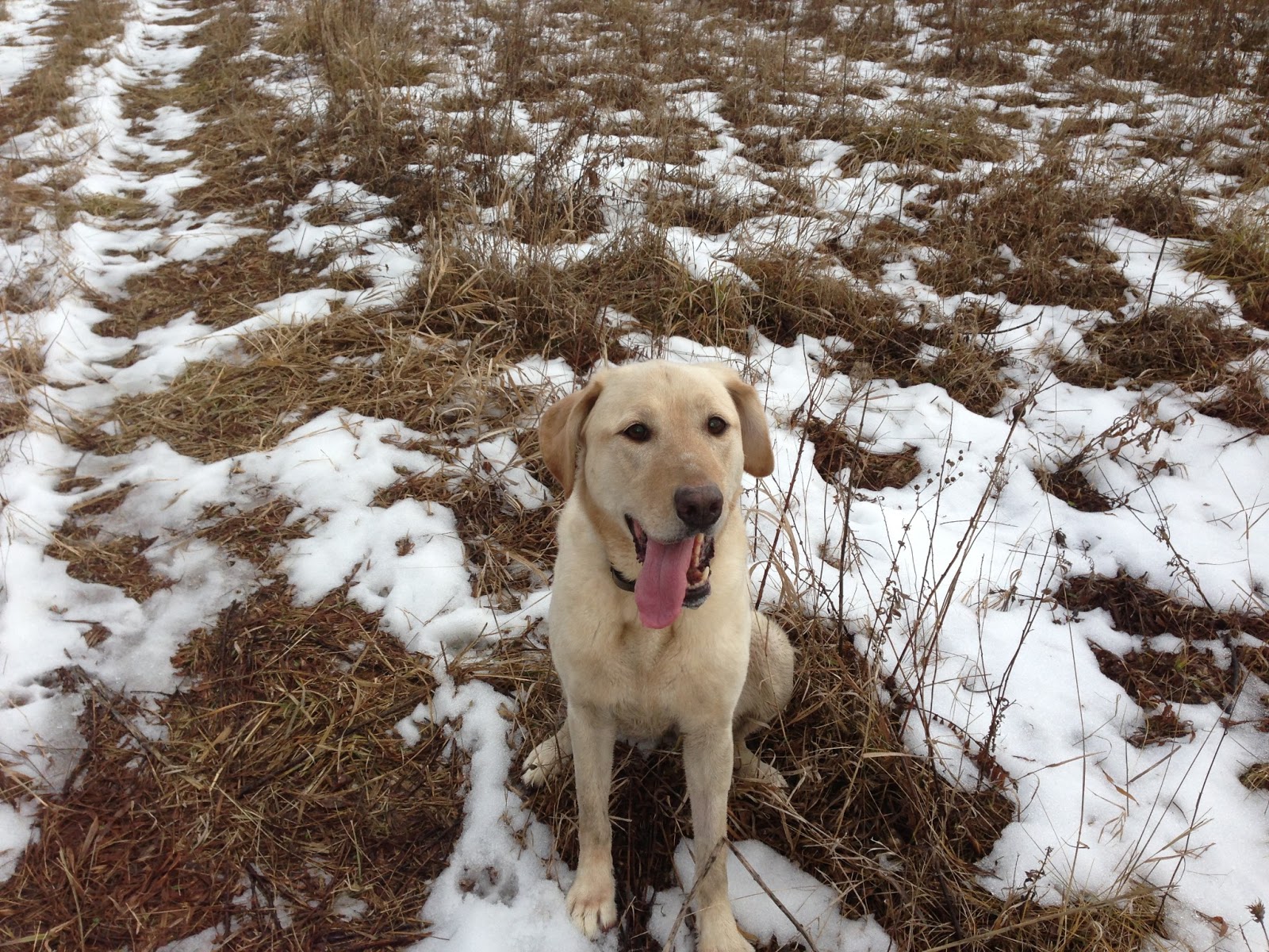 Yellow Dog Patrol Getting Back My Yellow Dog